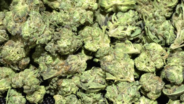 Log Cabin THCa Flower