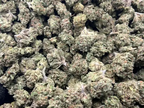 Pink Drink THCa Flower Hybrid Pink Drink THCa Flower Hybrid