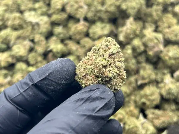 Pink Drink THCa Flower Hybrid