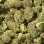 Crooked Cookies THCa Flower