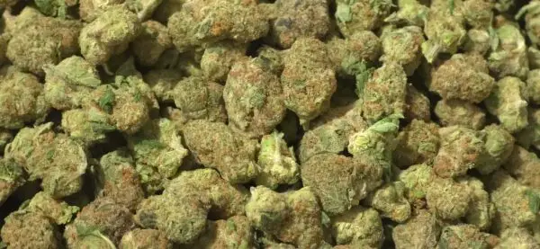 Crooked Cookies THCa Flower Crooked Cookies THCa Flower