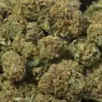 Alabama Slamma THCa Flower — Sativa — 25.84% — Light Dep - Image 2