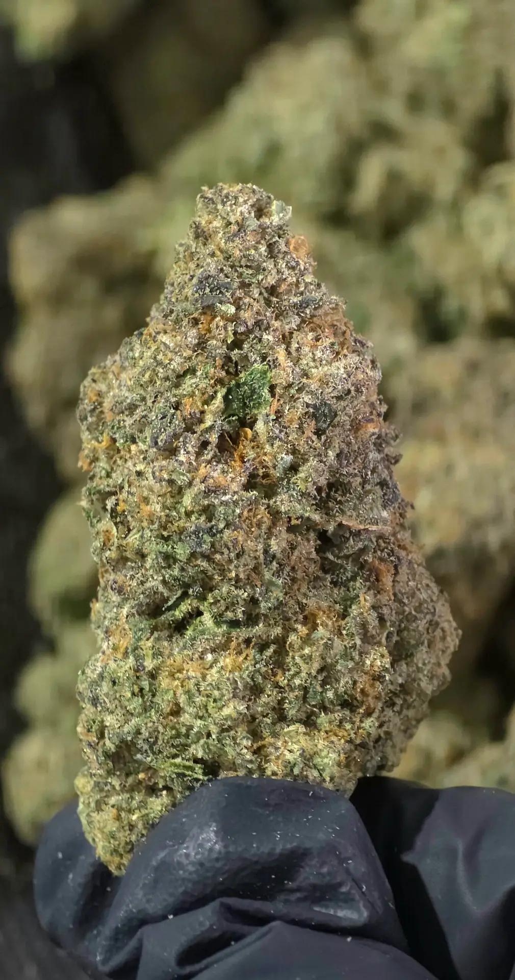 Typhus チフス Amazon.co.jp: チフス: ミュージック