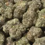 Candy Land THCa Flower — Sativa — 34.87% — Private Reserve - Image 2