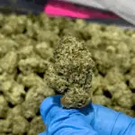 Oreoz THCa Flower Indica