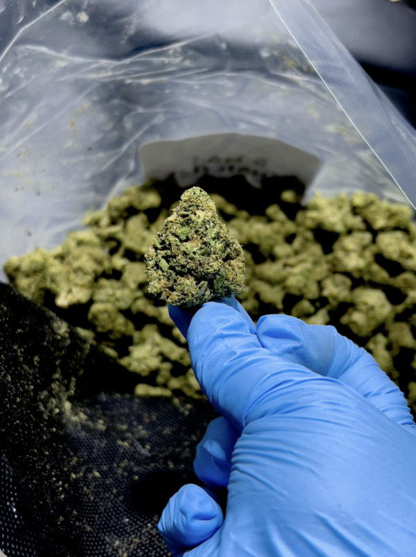 8 Ball Kush THCa Flower Indica 8 Ball Kush THCa Flower Indica