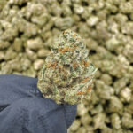 Blizzard Punch THCa Flower Indica