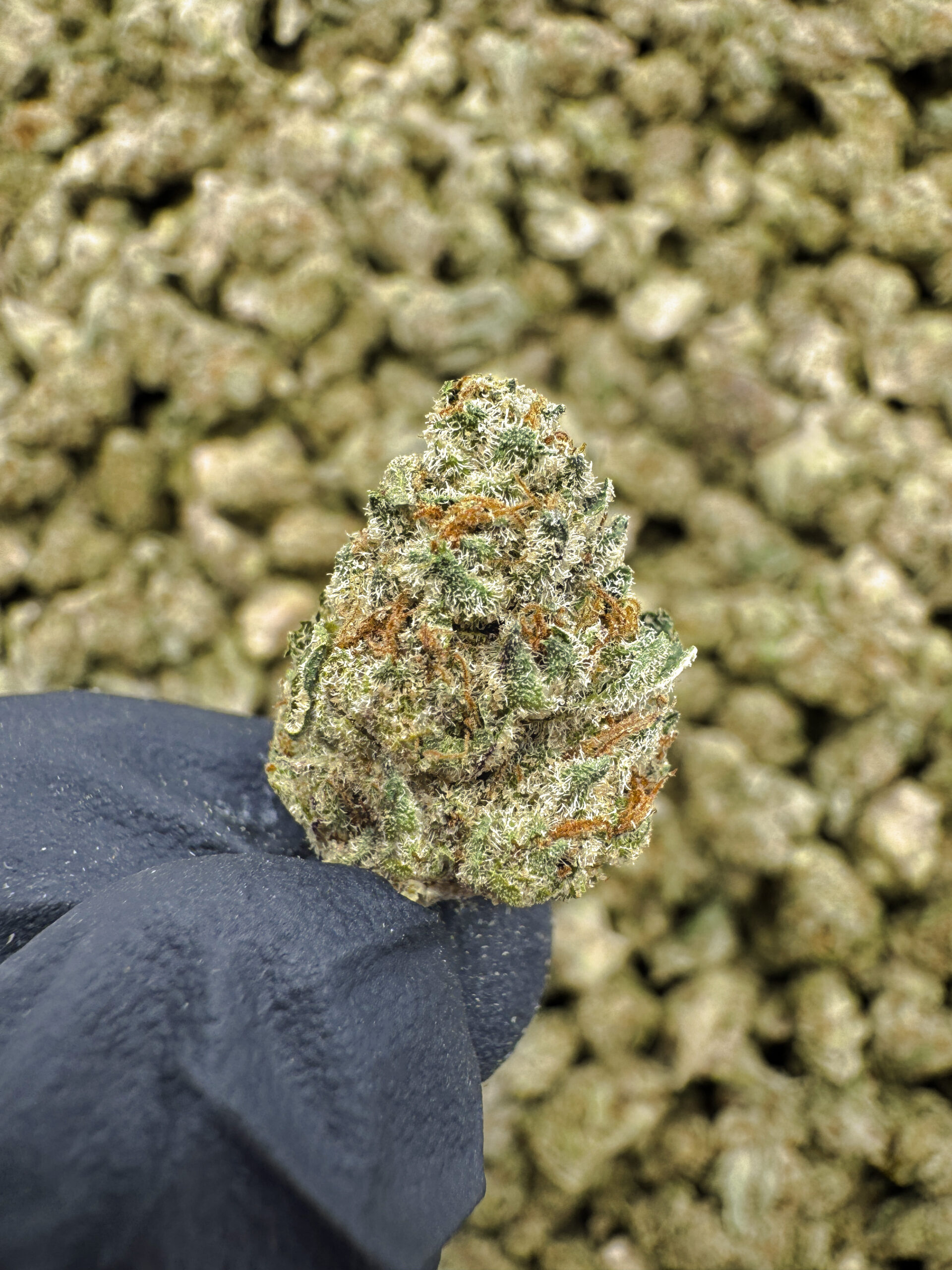 Blizzard Punch (S) THCa Flower — Indica — 26.72% — Light Dep