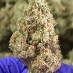 Cherry Cheesecake THCa Flower Indica