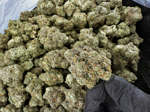 Frosty Club Kush THCa Flower Indica