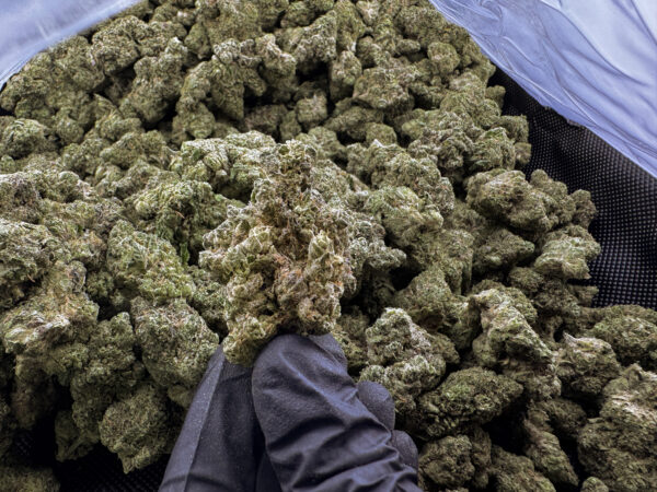 Gas Mask THCa Flower Indica