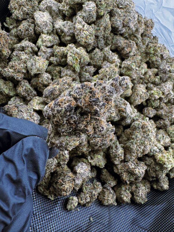 Grape Gasoline THCa Flower Indica