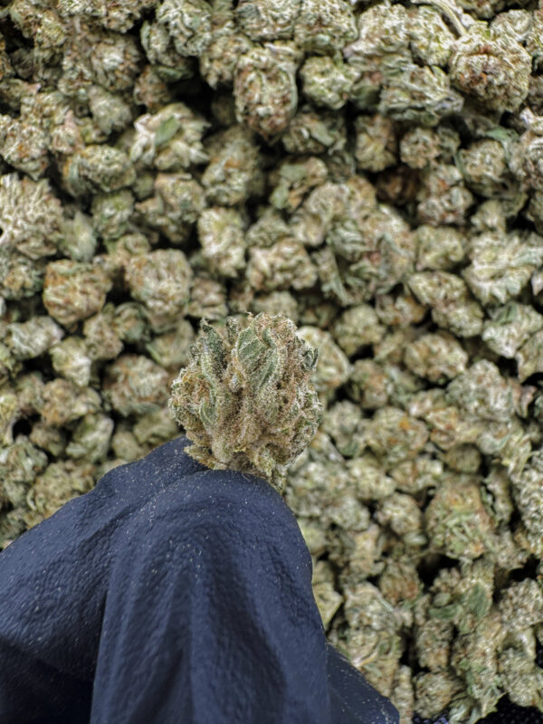 Grape Octane THCa Flower Indica