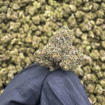 Pink Drink Smalls THCa Flower Hybrid
