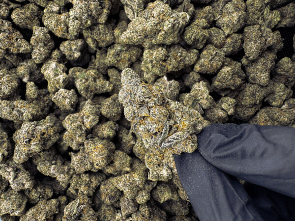 Pink Drink THCa Flower Hybrid