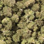 Pink Gumbo Smalls THCa Flower Indica