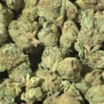 Sundae Driver THCa Flower Hybrid