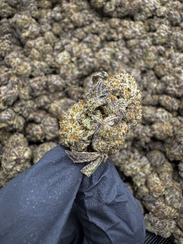 White Rhino THCa Flower Sativa