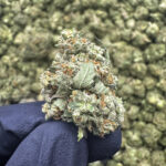 Cherry Zaza (S) - 36.30% THCa - PR - Image 2
