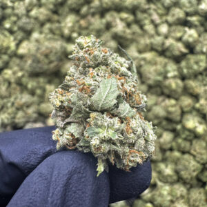 Cherry Zaza (S) - 36.30% THCa - PR - Image 2