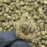 Dirty Girl THCa Flower Sativa