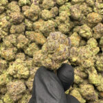 Gorilla Glue THCa Flower Indica
