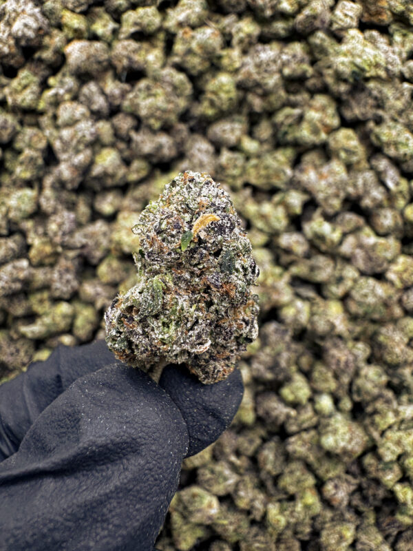 Laughing Buddha THCa Flower Sativa