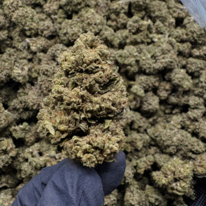 Miami Heat THCa Flower Sativa