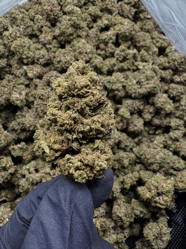 Miami Heat THCa Flower Sativa