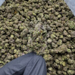 Pablo's Revenge THCa Flower Indica