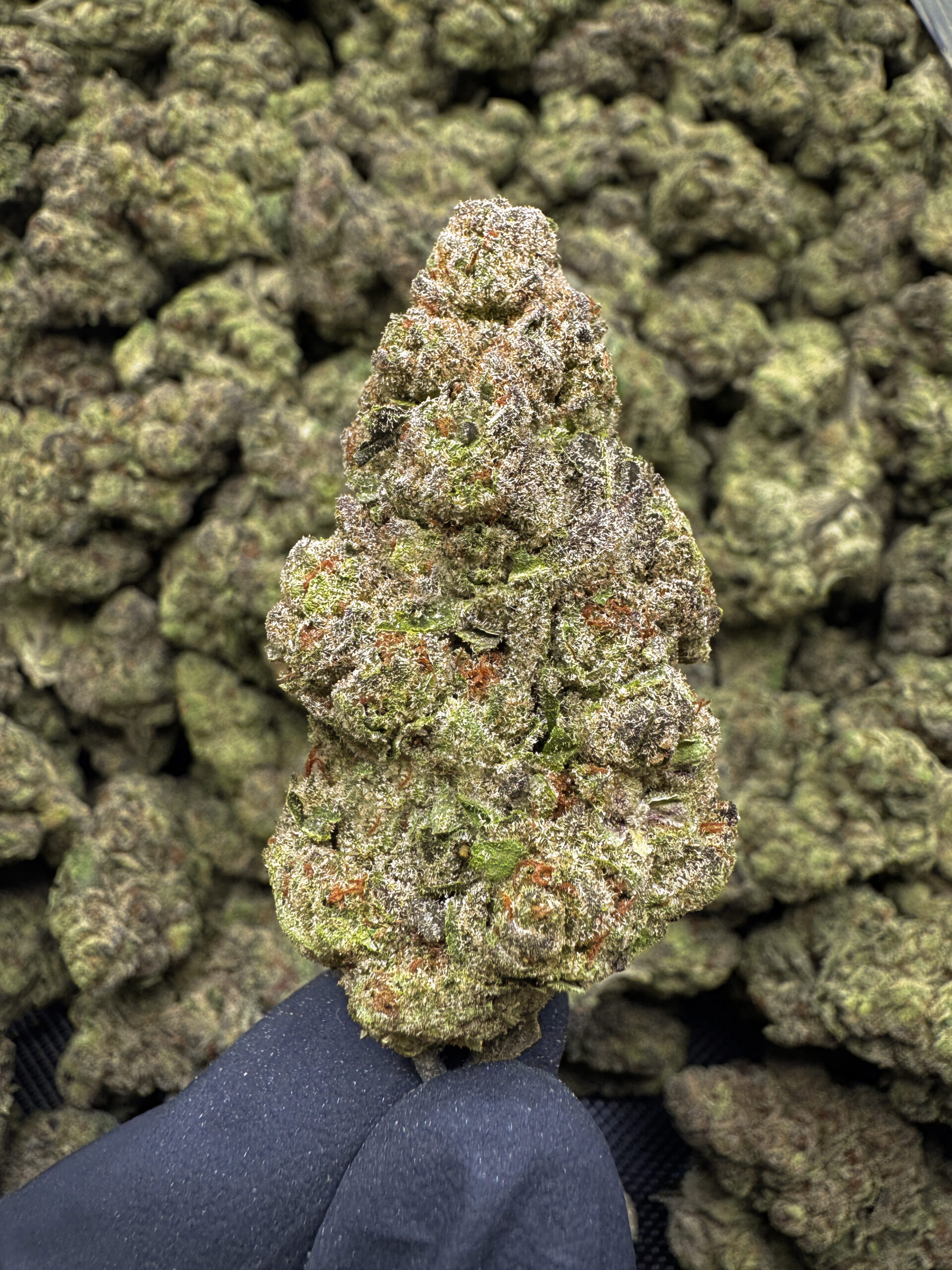 Pablo's Revenge THCa Flower — Indica — 37.80% — Exotic
