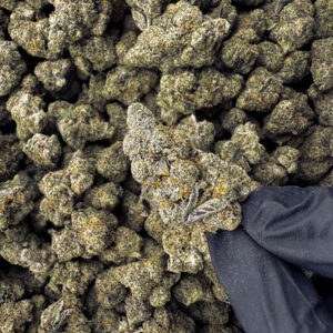 Pink Drink THCa Flower Hybrid