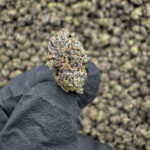 Snoop Dog OG THCa Flower Indica