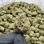 Sweet Cookies THCa Flower Indica