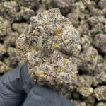 Blizzard Berry - 36.41% THCa- PR - Image 2