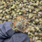 Bruiseberry Punch (S) - 34.38% THCa - PR - Image 2