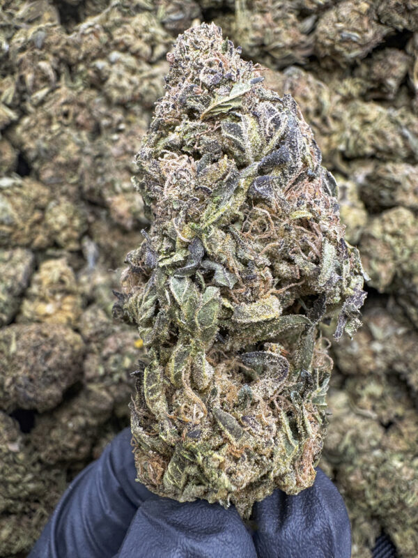 Dragon Fruit THCa Flower Hybrid