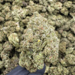 Galaxy Punch THCa Flower — Hybrid — 27.69% — Light Dep - Image 2