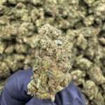 Trap Star THCa Flower — Indica — 31.00% — Light Dep - Image 2