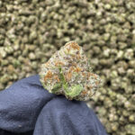 Watermelon Skittlez (S) - 31.36% THCa - EX - Image 2