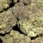 Galactic Gas THCa Flower Indica