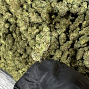 Jungle Cake THCa Flower Hybrid