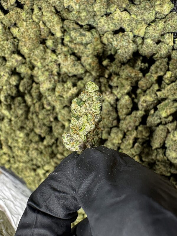 Jungle Cake THCa Flower Hybrid
