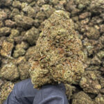 Cinderella Man THCa Flower Sativa