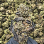 Couch Locked THCa Flower Hybrid
