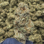 Gas Tank THCa Flower Indica