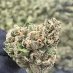 Biscotti x Jealousy Smalls THCa Flower