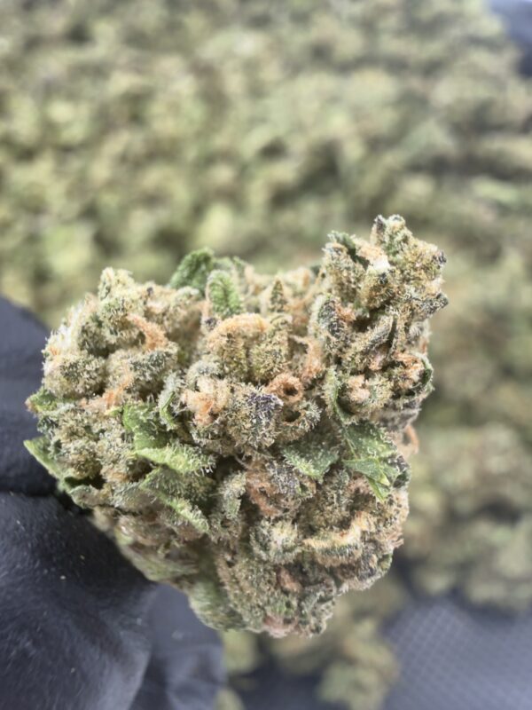 Biscotti x Jealousy Smalls (1) Biscotti x Jealousy Smalls THCa Flower